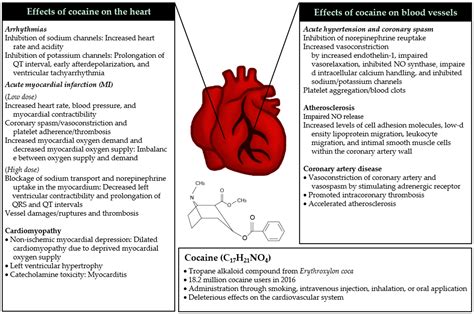 IJMS | Free Full-Text | Acute and Chronic Effects of Cocaine on ...