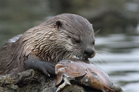 Nothing found for 22 Otter Eating Fish