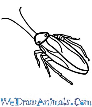 How to Draw a Realistic Cockroach