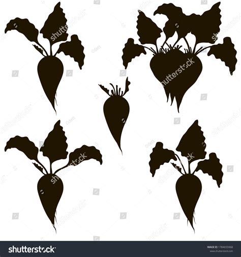 Silhouettes Sugar Beet Black White Roots Stock Vector (Royalty Free ...