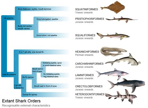 ⚡ Whale shark phylum. Shark Taxonomy. 2022-10-04