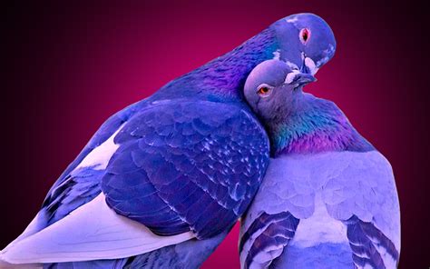 1920x1200, Love Birds Kissing Wallpaper Data Id 268325 - Love Birds ...