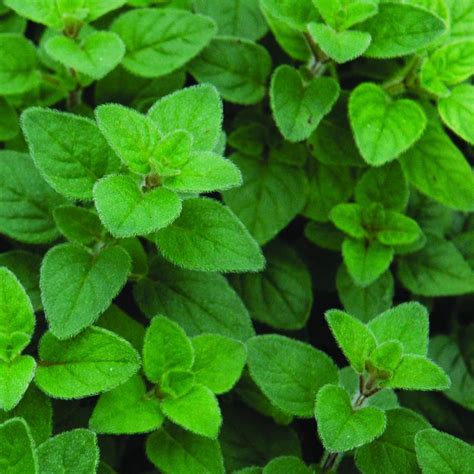 Italian Oregano Plants For Sale | Origanum x Majoricum | The Growers ...