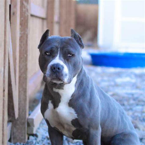 Blue Nose American Pitbull Terrier Puppies For Sale | PETSIDI