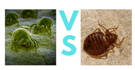 Dust Mites VS Bed Bugs: A Complete Guide with Photos