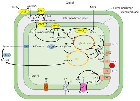 Beta Oxidation Pathway