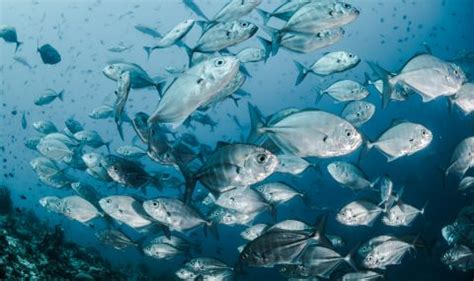 Climate change and sustainable fishing | ActionAid UK