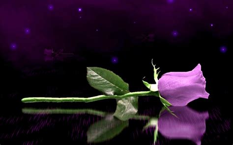 Magnificent Purple Roses - Roses Wallpaper (34611054) - Fanpop