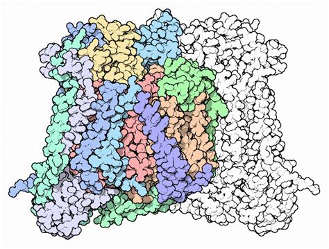 Cytochrome C Oxidase