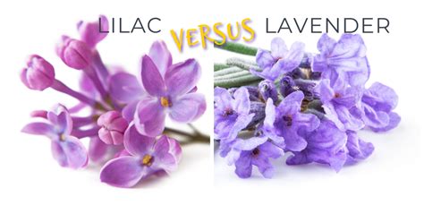 Lilac vs. Lavender: Top 6 Differences - Tastylicious