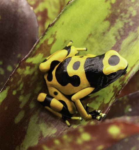 Why Poison Dart Frogs Raised in Captivity Lose Their Toxicity