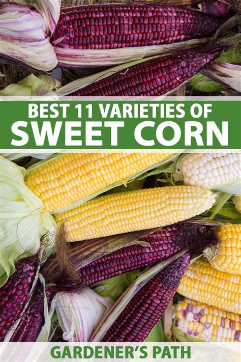 The Best 11 Varieties of Sweet Corn to Grow at Home