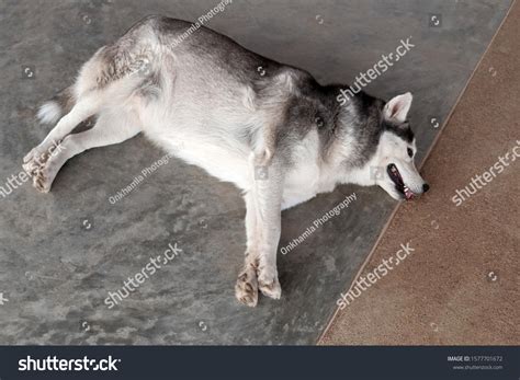 Fat Siberian Husky Sleep On Cement Stock Photo 1577701672 | Shutterstock