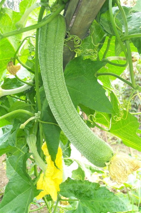 Luffa Cylindrica Fruit - Vegetable