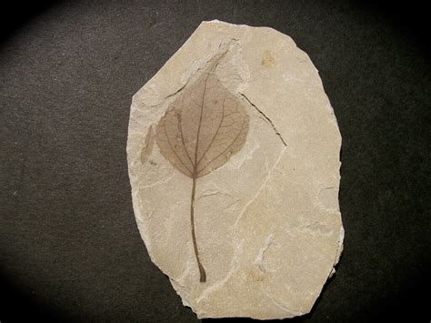 Populus wilmattae Plant Fossil Leaf