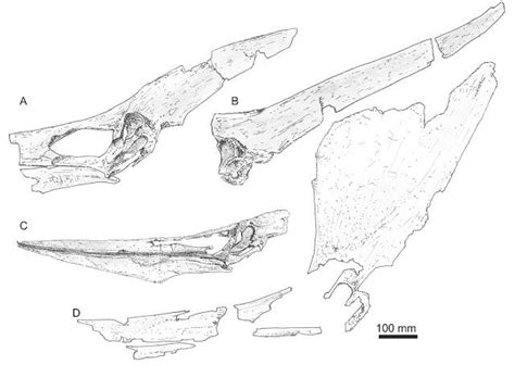 The 'Pteranodon complex' and dismantling our understanding of the most ...