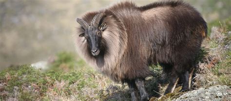 The Himalayan Tahr | Critter Science