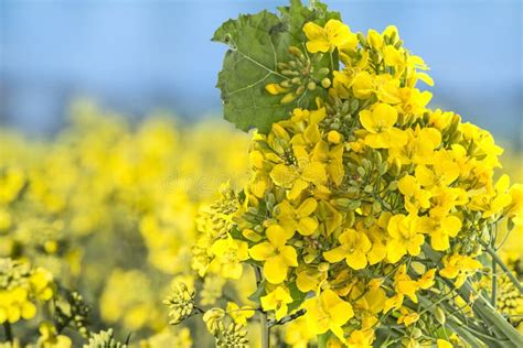 Plant canola, rapeseed stock image. Image of grow, countryside - 115813041