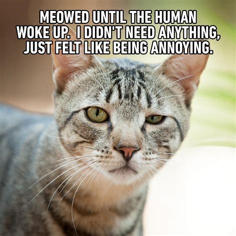 45 Cat Memes You'll Laugh at Every Time | Reader's Digest