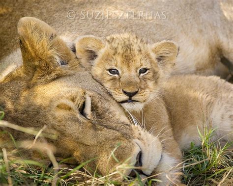 LION BABY and MOM Photo Print Baby Animal Photograph