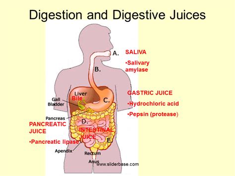 Sites of production of main digestive juices