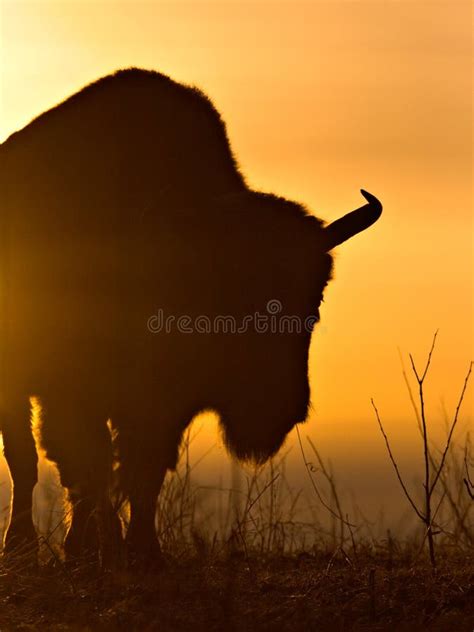 Bison Silhouette stock photo. Image of silhouette, bison - 416690