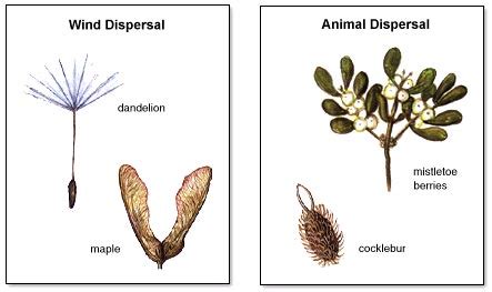 Dispersal of Fruits and Seeds - QS Study