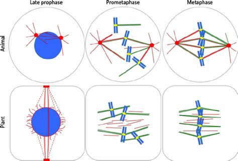 A comparison of spindle formation in animals and plants. Centrosomal ...