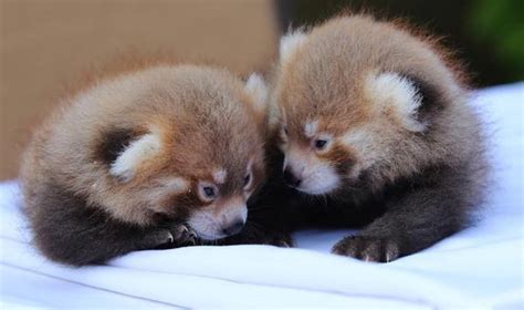 It's twin boys! Baby red pandas born at Rosamond Gifford Zoo - syracuse.com