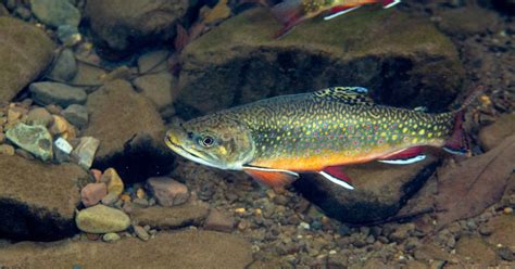 20 Brook Trout Habitat Facts - Facts.net