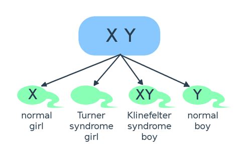 Is it completely random whether a baby is a boy or a girl? | Science ...