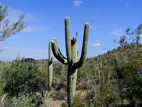 Fotos gratis : cactus, Desierto, flor, Estados Unidos, botánica ...