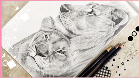 Lioness Drawings