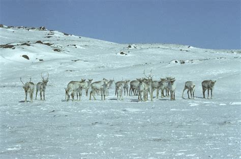 7. Caribou - herds | The Nick Newbery Photo Collection