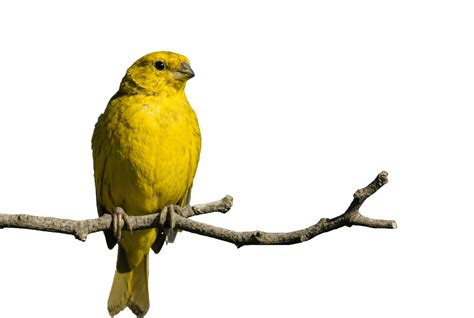 yellow bird perched on a branch 14919828 PNG