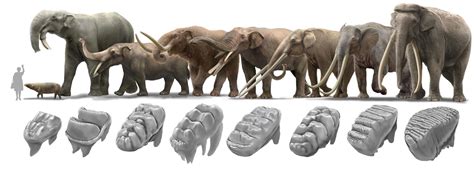 Global Climate Dynamics Drove the Decline of Mastodonts and Elephants ...