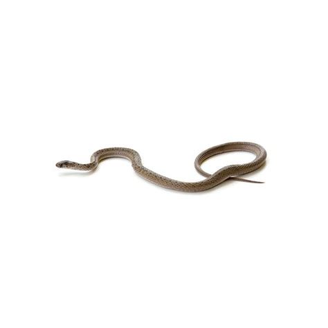 Brown Snake Identification, Habits & Behavior | Active Pest Control ...