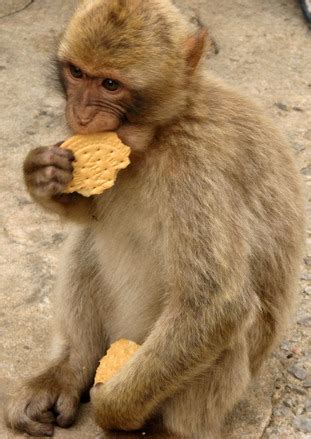 Makak Monkey Free Photo Download | FreeImages