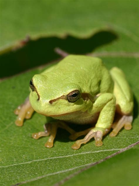 Tree frog - Wikipedia