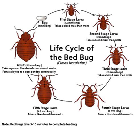 Bed Bug Life Cycle - Life Stages of Bed Bugs