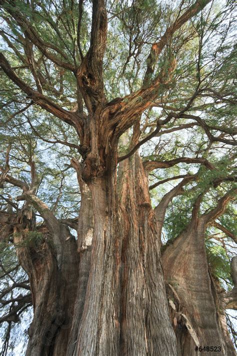 Tule tree in Mexico - stock photo 648523 | Crushpixel