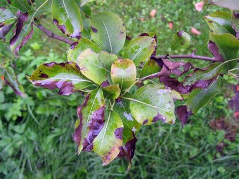 Photinia Pests and Diseases - Identifying, Treating & Preventing