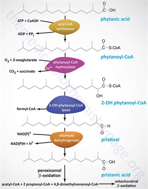 Alpha Oxidation: Location, Pathway, Steps, Significance