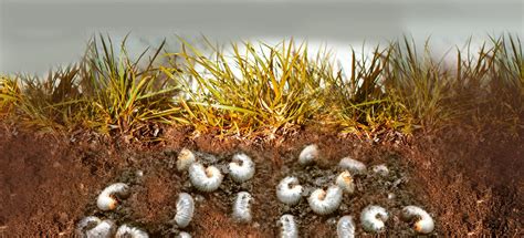 Lawn Grub Control Near Me | Get Rid of Grubs in Lawns