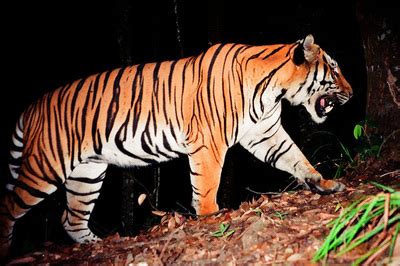 Wildlife & Plants - LAOS