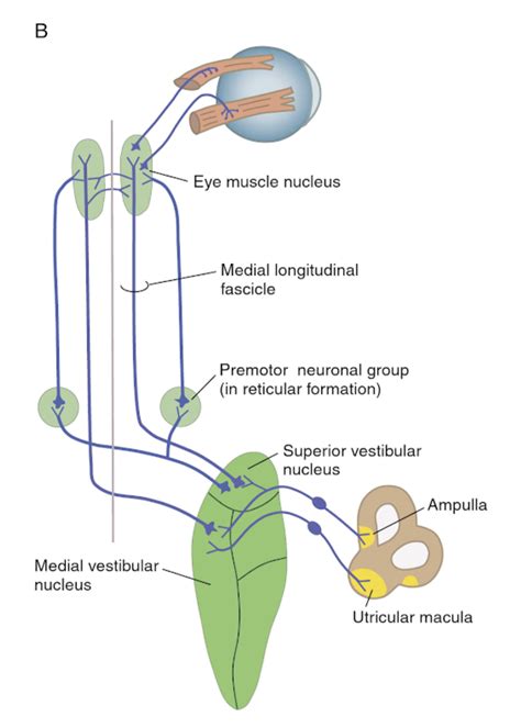 Vestibular System – KINES 200: Introductory Neuroscience