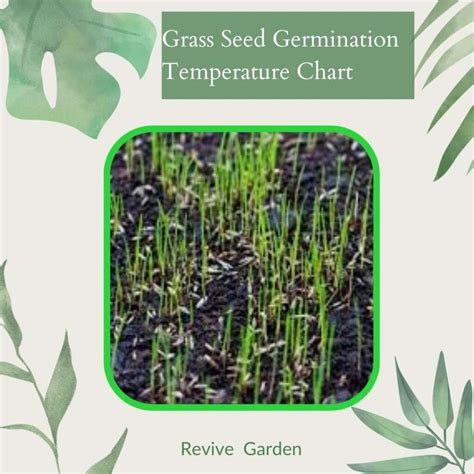 Grass Seed Germination Temperature Chart - Revive Garden