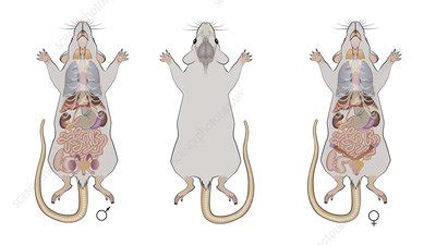 Mouse anatomy, illustration - Stock Image - C047/1853 - Science Photo ...