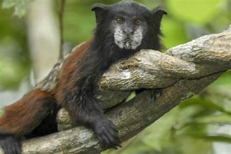 Iquitos: Amazon River Full Day Guided Tour | GetYourGuide