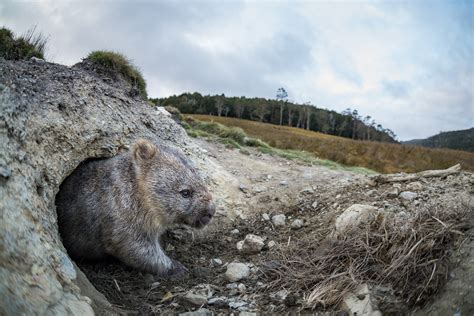 Wombat at Burrow | Sean Crane Photography